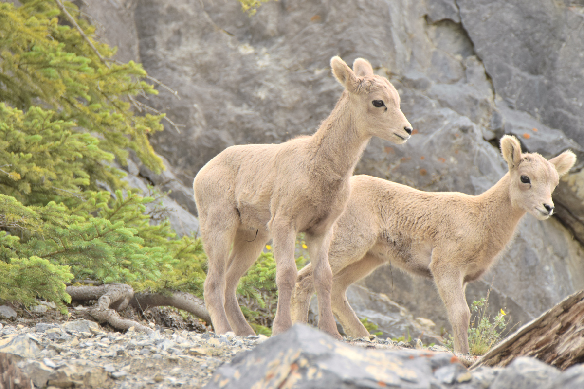 bighorn-sheep.jpg