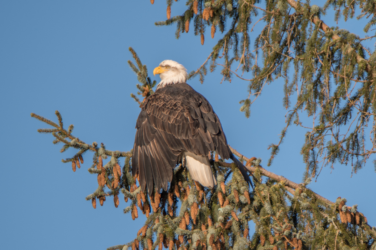 brackendale-eagle.jpg