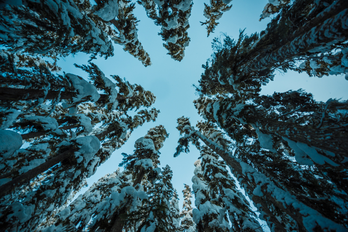 lillooet-trees.jpg